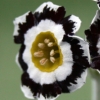 Auricula Maggie - Abriachan Nurseries